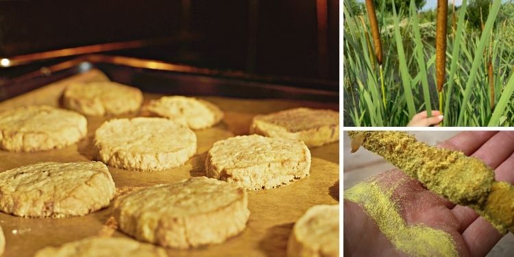 DIY Long Lasting Cattail Pollen Biscuits