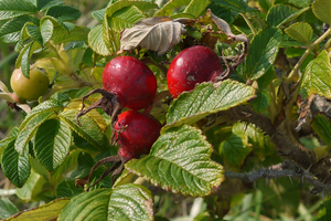 Foraging In Autumn 10 Edible And Medicinal Plants You Need To Forage Before They’re Gone