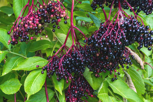 Foraging In Autumn 10 Edible And Medicinal Plants You Need To Forage Before They’re Gone