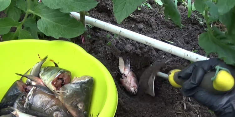 What Occurs If You Bury Fish Heads Below Your Tomato Crops