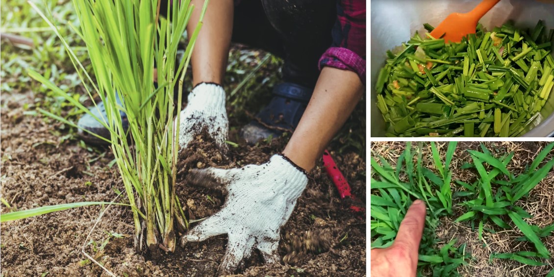 9 Grasses You Can Safely Eat In A Famine