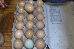 20 Ways To Preserve Eggs