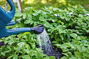 watering vegetables