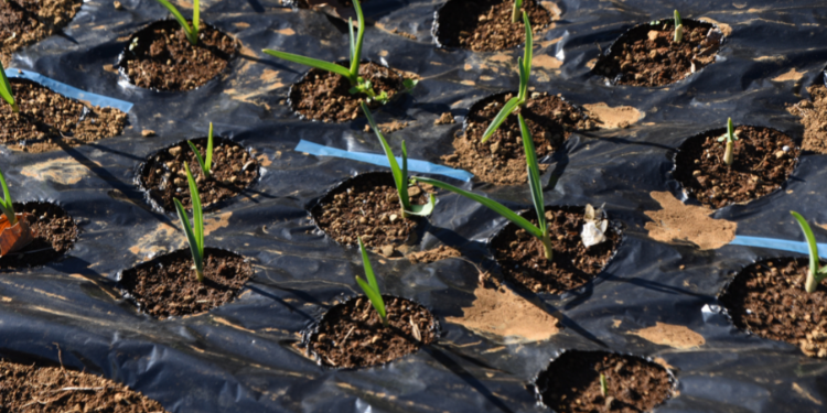 Veggies You Solely Plant As soon as And Harvest Endlessly