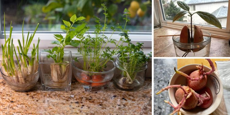 Meals You Can Regrow From Scraps