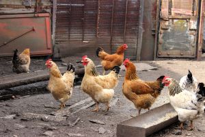  These Are the Best Chicken Breeds for Preppers