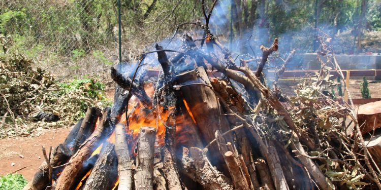 8 Kinds of Wood You Not to Burn - Bad Firewood You Should Never Use