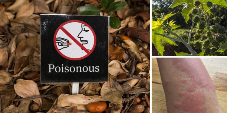 12 Poisonous Plants That Might Be Growing on Your Property
