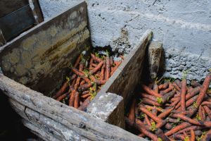 What No One Told You About Your Root Cellar