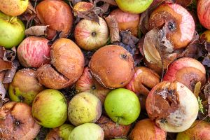 What No One Told You About Your Root Cellar