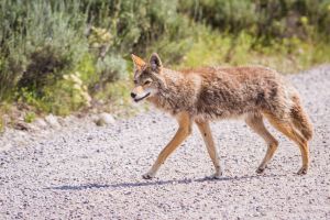 How to Keep Your Livestock Safe When SHTF