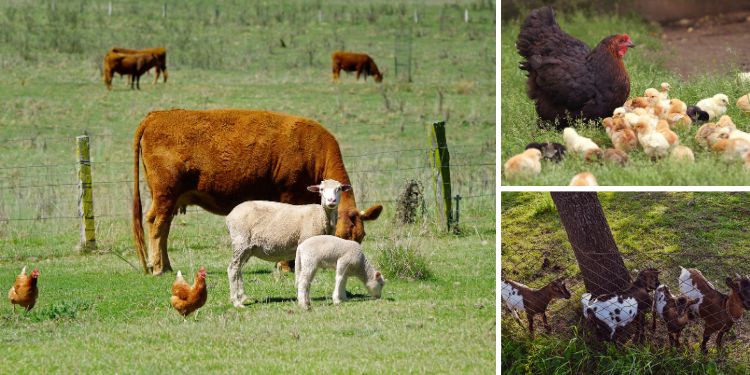 How to Keep Your Livestock Safe When SHTF