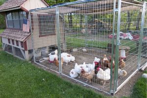 How to Keep Your Livestock Safe When SHTF