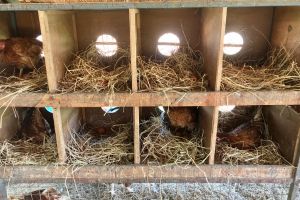 Ingenious Ideas for Taking Care of Your Chickens