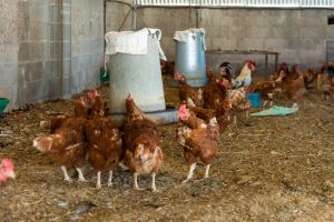 Ingenious Ideas for Taking Care of Your Chickens