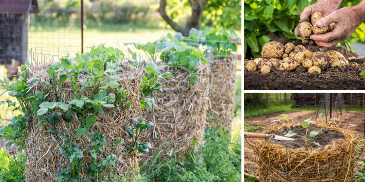 DIY Potato Tower