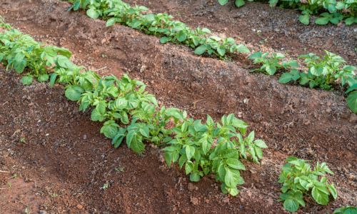 DIY Potato Tower - Ask a Prepper