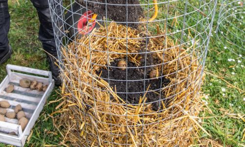 DIY Potato Tower | Self-Sufficiency | Before It's News