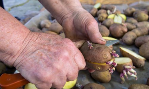 DIY Potato Tower