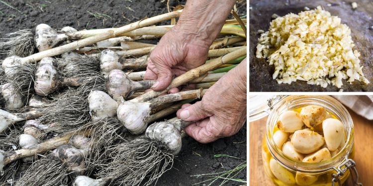 Never Buy Garlic Again! – Ask a Prepper