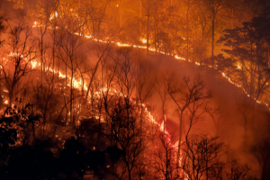 What They're Not Telling You About Wildfires 