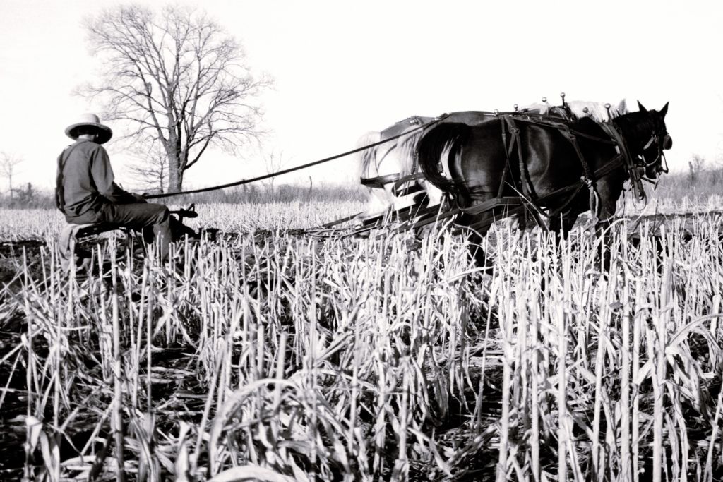 Amish horse-driven agriculture