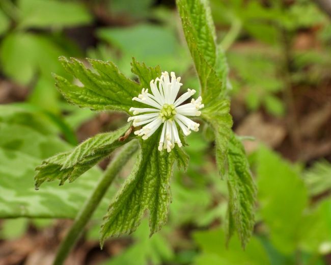 goldenseal