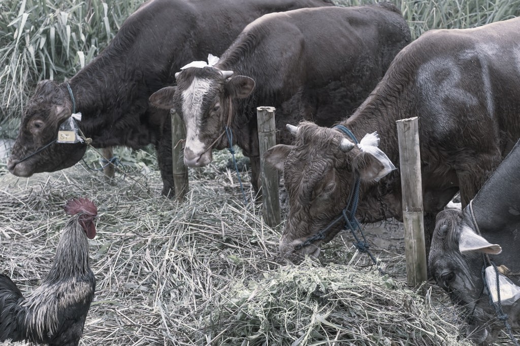 amish livestock reliance